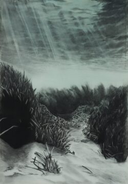 seagrass 1 (2024) | charcoal and ink on paper | 70 x 100 cm