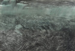 seagrass 3 (2024) | charcoal and ink on paper | 70 x 100 cm
