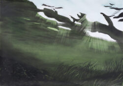 seagrass 7 (2024) | charcoal and ink on paper | 70 x 100 cm